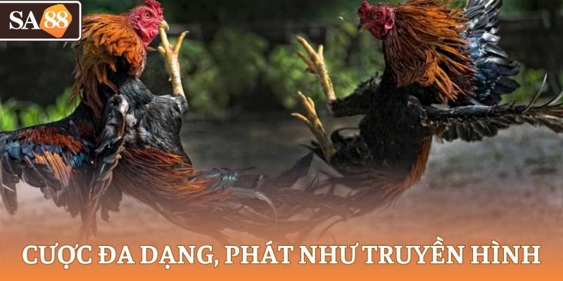 Cược đa dạng, phát sóng chuẩn truyền hình