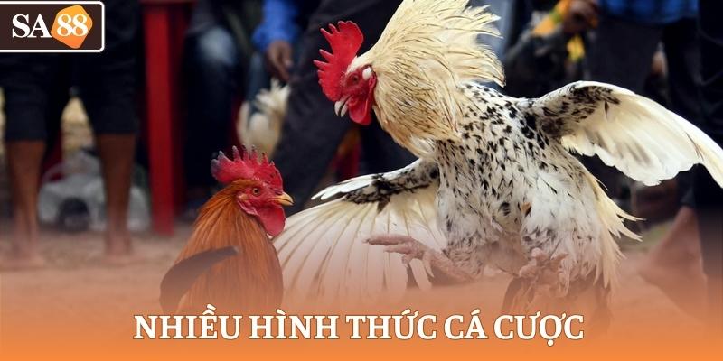 Đá gà casino sở hữu nhiều hình thức cá cược hơn