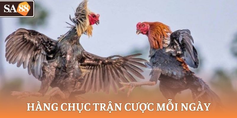 Hàng chục trận mỗi ngày, cược theo thời gian thực